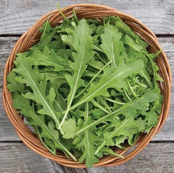 Arugula Seeds for Planting, 50 Count, Fast Growing, High Yield - Eruca sativa - Peppery Flavor for Salads and Culinary Use