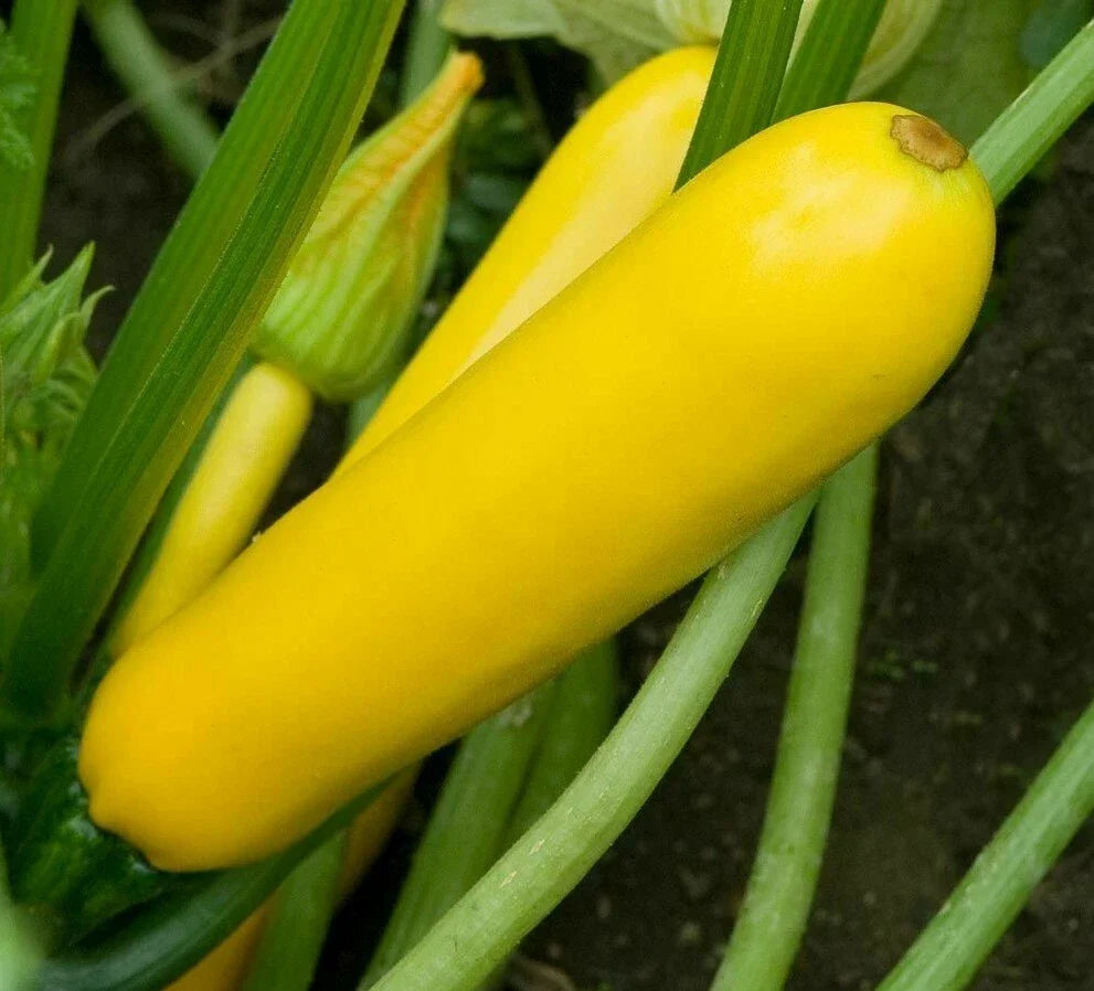 Golden Zucchini Seeds 30+ Pack Organic Summer Squash Cucurbita pepo - Vibrant Yellow, Easy to Grow, High Yield