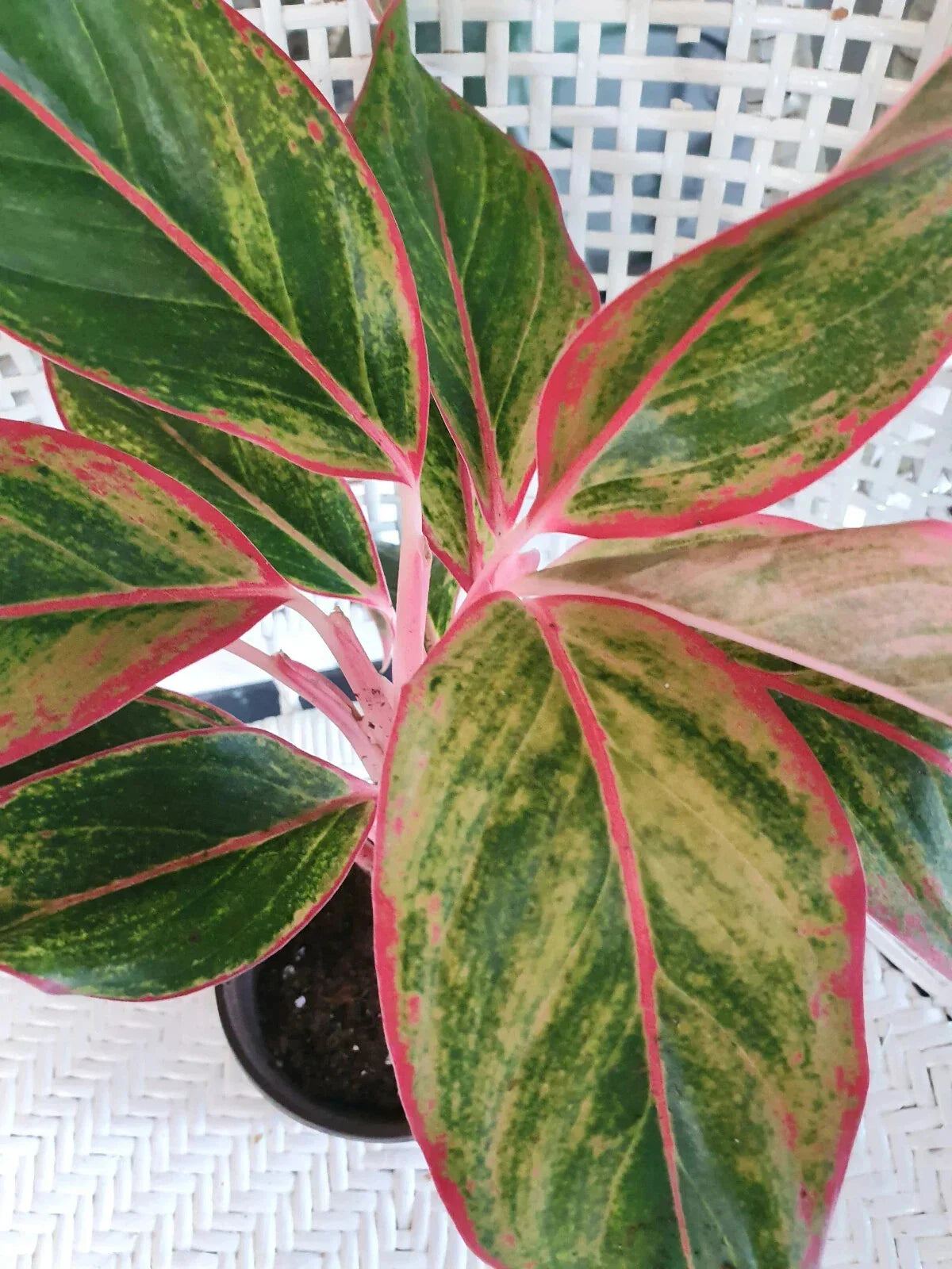 Chinese Evergreen Plant 4" Bare Rooted Aglaonema 'Siam Aurora' Green and Red Foliage - Air-Purifying Houseplant