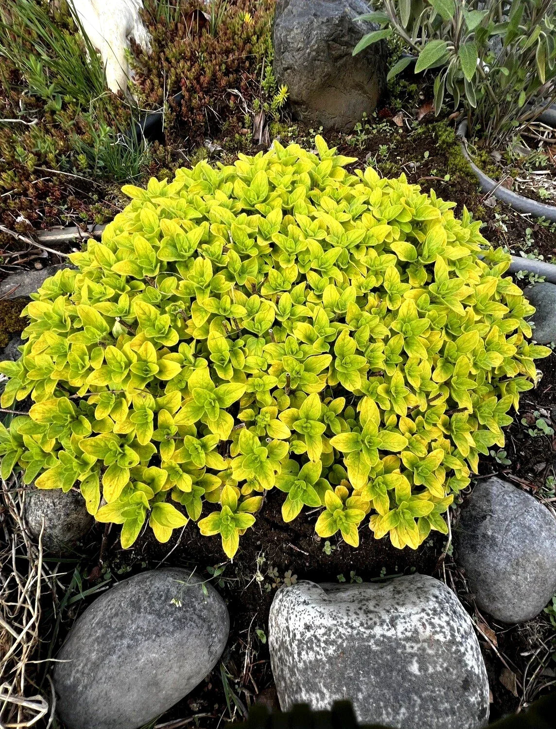Organic Golden Oregano Plant - Bare Root Perennial Herb, Hardy & Fragrant, Origanum vulgare 'Aureum'