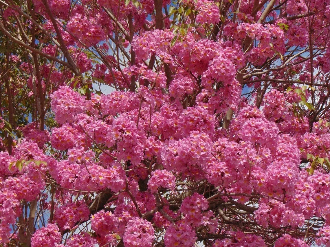 Tabebuia Trumpet Tree Starter Plant 12”-18” - Tabebuia heterophylla - Tropical Flowering Tree for Gardens and Landscapes