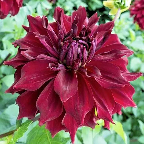 Dahlia Bulb Tuber 8" Deep Velvet Red Double Ruffle Flower Plant - Dahlia 'Mingus Alex' for Vibrant Garden Displays