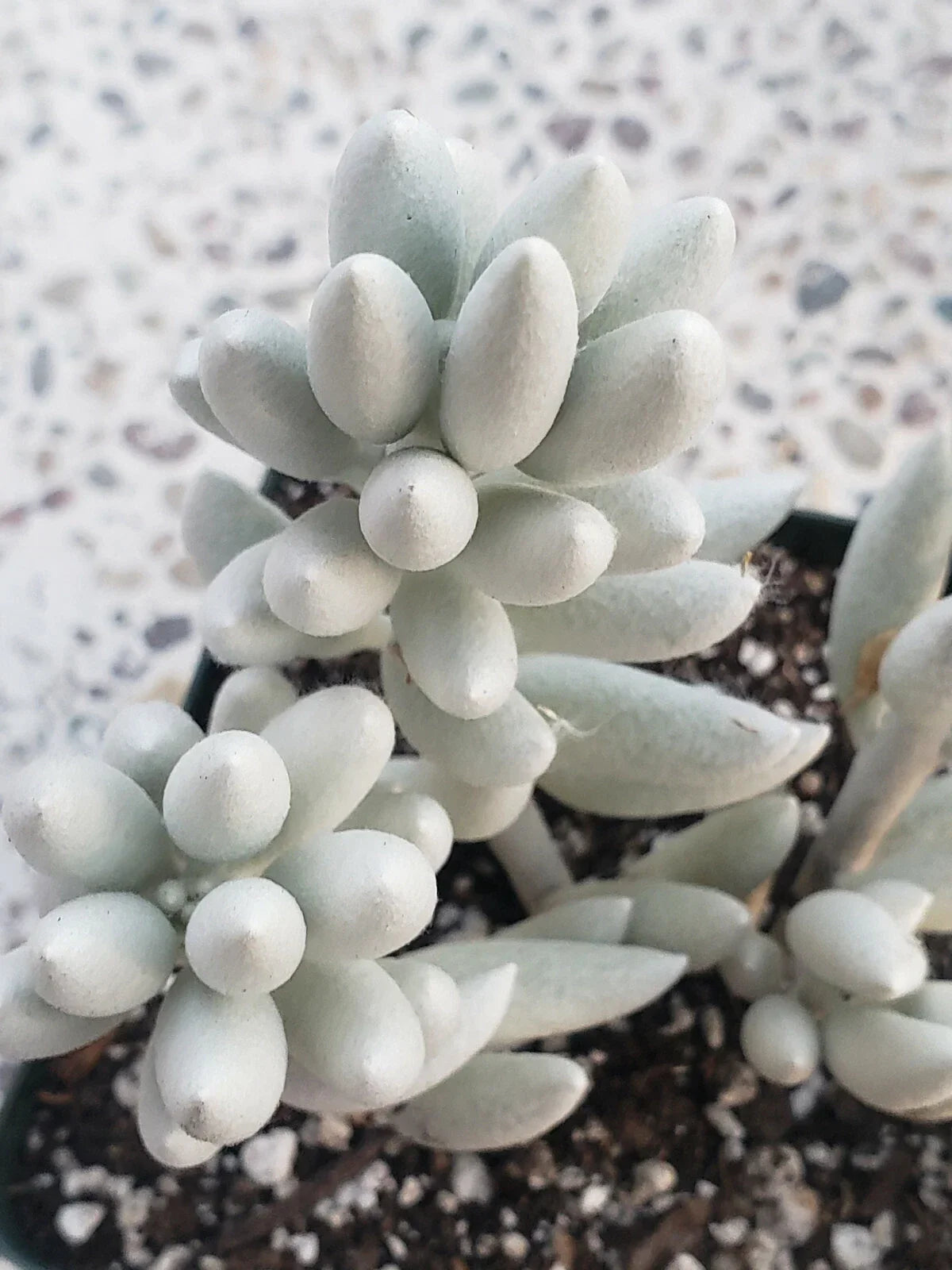 Senecio Haworthii Cutting - 4" Unrooted - Whitest Succulent Variety - Senecio haworthii for Propagation and Collection