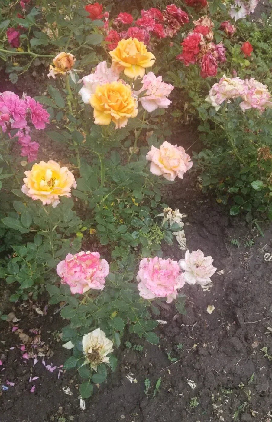 Miniature Rose Cuttings - 3 Fresh Apricot to Pink Varieties - Rosa spp. - Perfect for Gardens & Containers