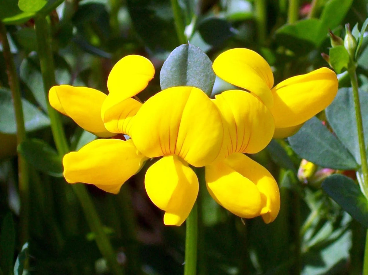 2500 Seeds - Bird's Foot Trefoil Perennial Yellow - Lotus corniculatus - Attracts Pollinators, Easy to Grow, GroCo