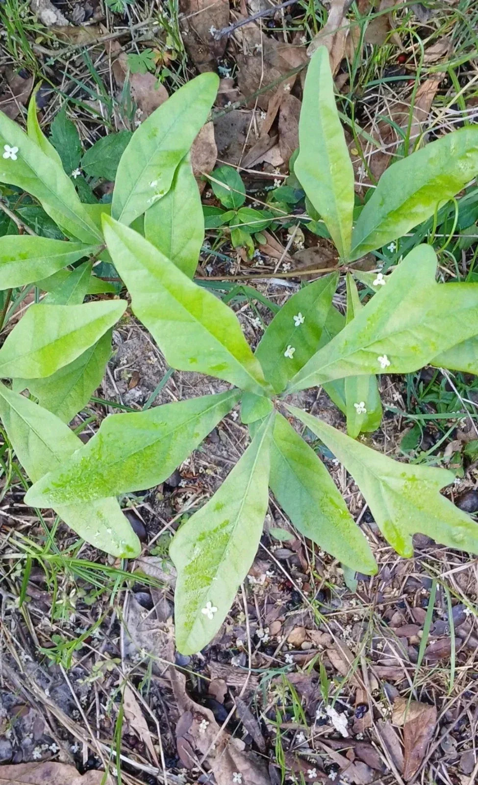 Water Oak Seedlings 5-Pack 10"-1ft Quercus nigra Fast-Growing Deciduous Tree for Landscaping, USDA Zones 6-9