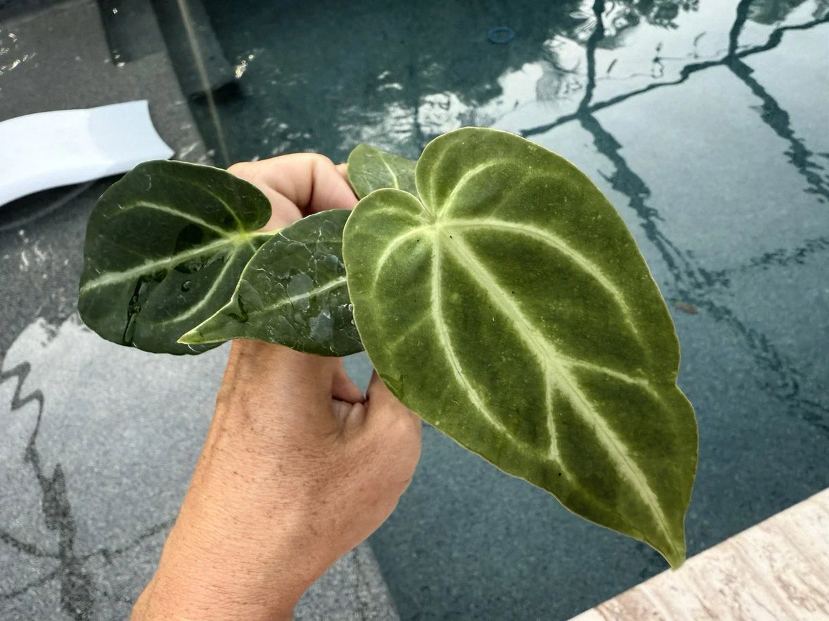 Anthurium Magnificum Plant - 6-Inch Tropical Houseplant with Dark Green Leaves - Anthurium magnificum