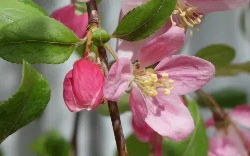 Louisa Crabapple Seeds - 25+ Seeds for Garden Planting - Malus 'Louisa' - USA Grown, Pink & White Flowers, Free Shipping