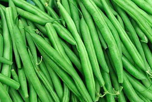 String Bean Seeds - 50+ Non-GMO Heirloom Blue Lake Variety, Phaseolus vulgaris, Perfect for Home Gardening