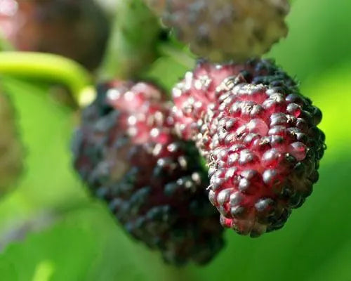 Dwarf Everbearing Mulberry Tree Live Plant - Morus nigra - Compact Edible Fruit Variety for Home Gardens and Small Spaces