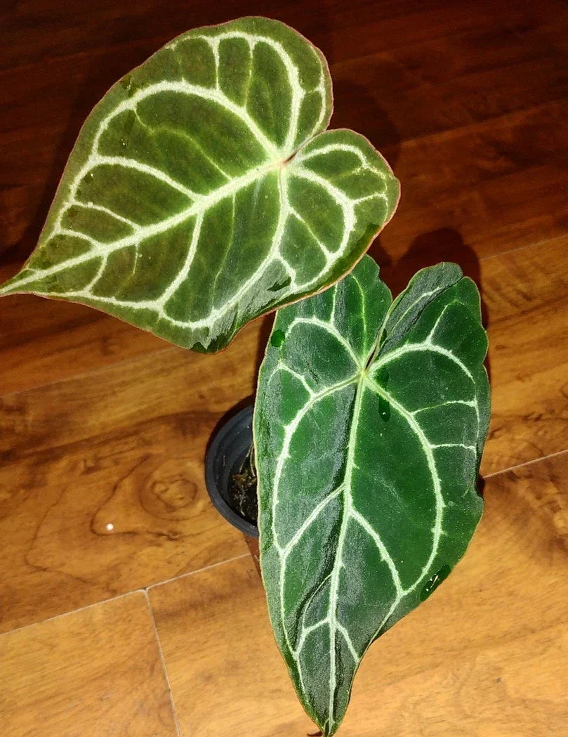 Anthurium Crystallinum Plant | Medium Indoor Tropical Houseplant | Heart-Shaped Leaves | Crystal Anthurium