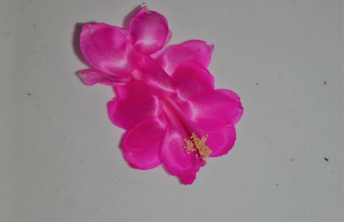 Christmas Cactus Starter Plant - Satin Beauty - Schlumbergera Truncata - Well-Rooted Indoor Cactus for Easy Care Gardening