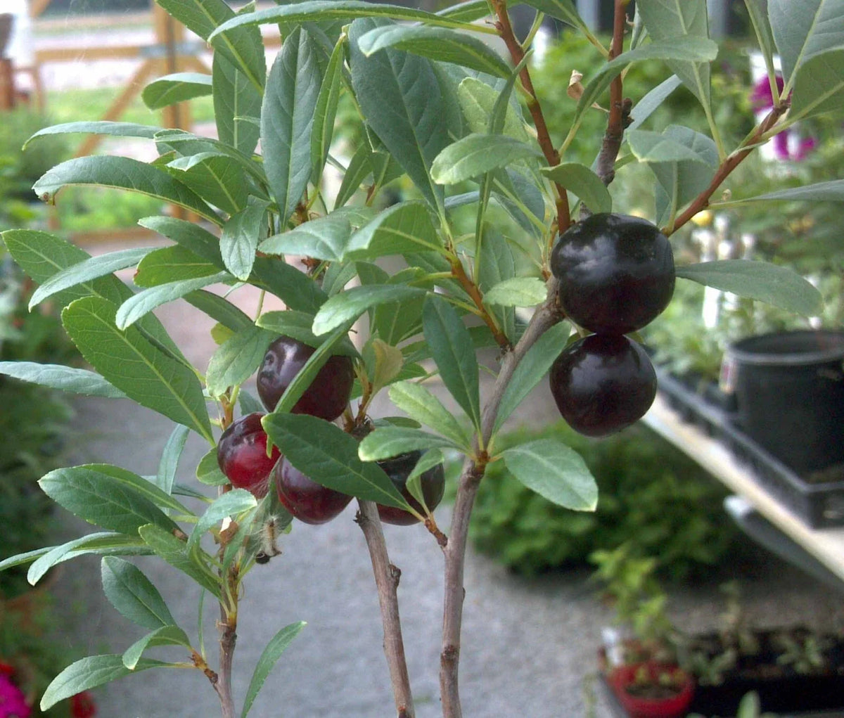 Hansen's Bush Cherry Plant - Rooted, Self-Pollinating Fruiting Cherry, Prunus Besseyi, Organic, Zones 2-8, Sweet Tart Berries