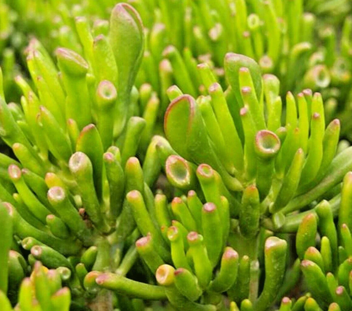 Succulent Crassula Ovata 2-4" Hobbit Jade Money Plant - Ogre's Ear, Compact Bushy Growth, Easy Care, Drought Resistant