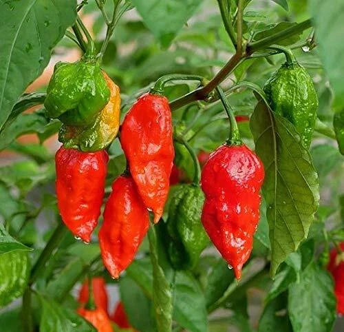 Ghost Hot Pepper Seeds - 100+ Organic Bhut Jolokia Red Chili Seeds - Capsicum chinense - Extremely Hot Peppers for Home Garden
