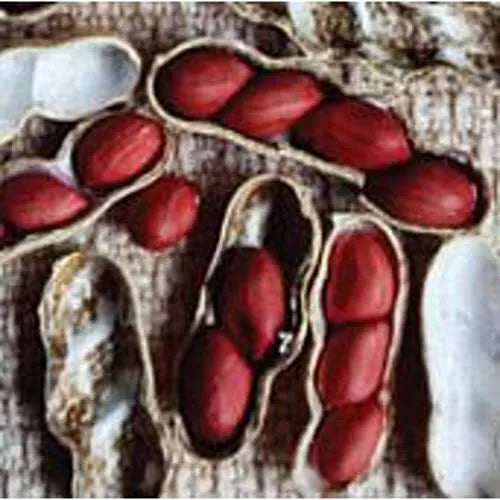 Early Spanish Peanut Seeds | 20+ Non-GMO Seeds | Arachis hypogaea | Compact Growth for Home Gardening