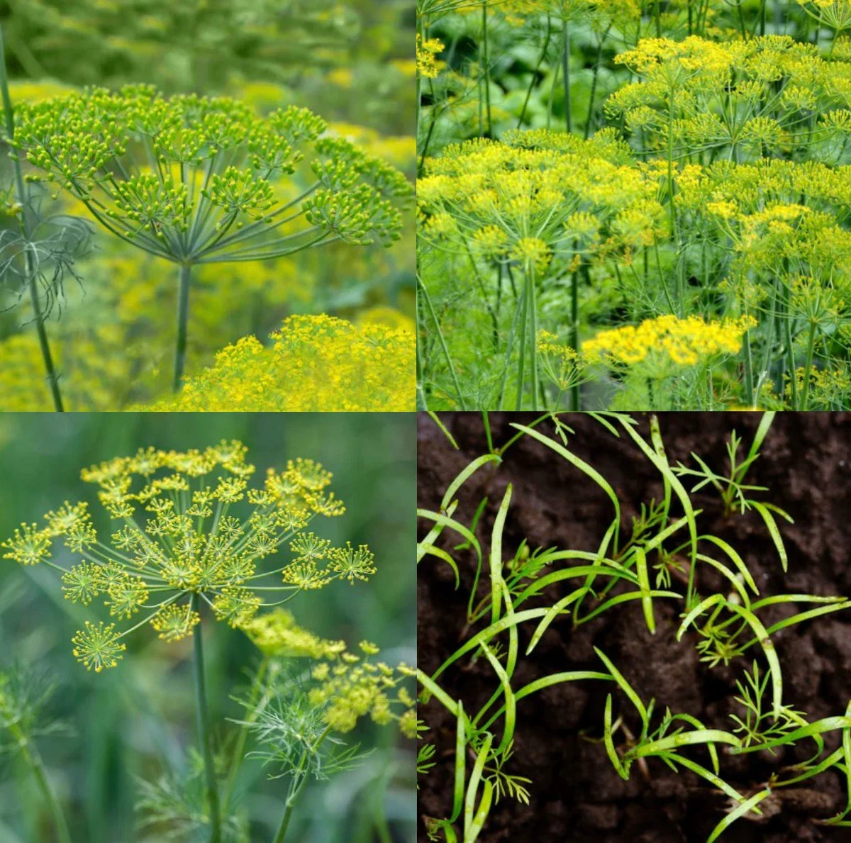 Dill Seed Mix 500 Seeds Non-GMO Dukat Bouquet Mammoth Anethum graveolens Butterfly Host Plant Culinary Herb Garden