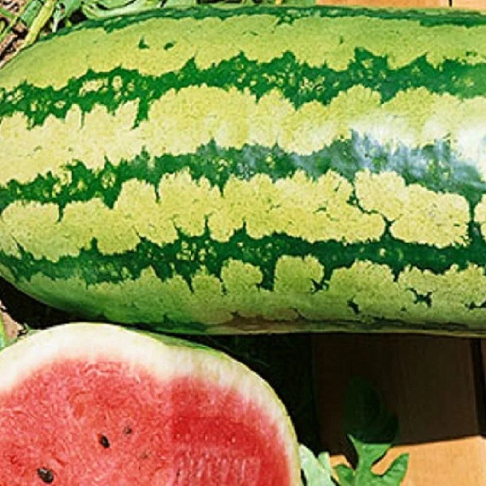 Garrisonian Watermelon Seeds | Non-GMO Heirloom | Citrullus lanatus | Organic Gardening for Home Gardens