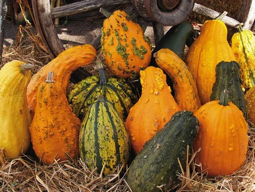 Lunch Lady Gourd Seeds - Heirloom Vegetable - Lagenaria siceraria - 20 Non-GMO Seeds for Planting and Culinary Use