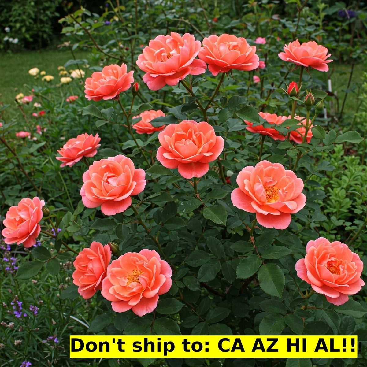 Coral Drift Rose Bush 3 Gal Pot | Live Flowering Plant | Rosa 'Meidrif' | Low-Maintenance Garden Rose