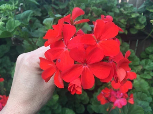 Pelargonium Zonal Geranium Cuttings Set of 4 - Orange Red Live Plants - Pelargonium x hortorum - Easy Care Garden Starter