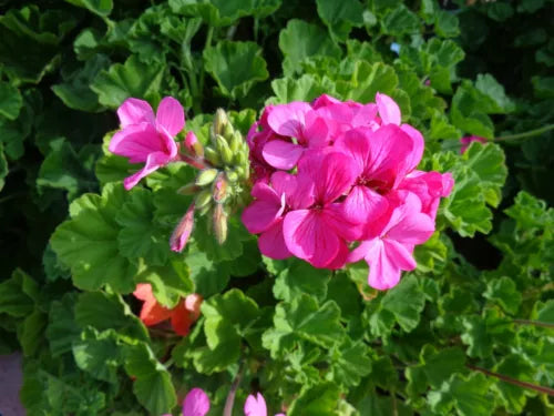 Geranium Cuttings 30x6" Hardy Fragrant Pink Pelargonium graveolens for Easy Care Gardens and Containers