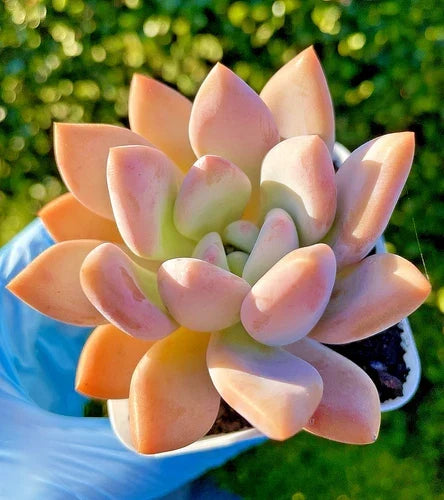 Graptoveria Opalina Succulent 2.75-Inch Live Plant - Rare Graptoveria 'Opalina' for Home Decor and Gifts, Easy Care Plant