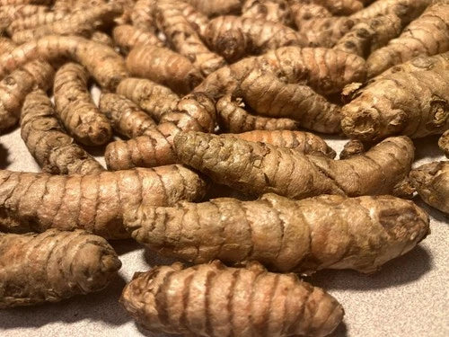 Fresh Turmeric Roots for Planting - 15 Organic Rhizomes - Curcuma Longa - Yellow Turmeric for Home Gardening