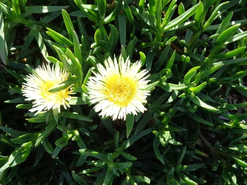 Ice Plant Cuttings 5x6" Yellow & White Ground Cover Succulents, Delosperma, Fresh Cuttings, No Roots, No Soil, No Pots