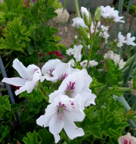 Pelargonium Regal Geranium Cuttings 6" White Purple Orchid-Like Blooms 3-Pack - Fancy Regal Geranium, Easy Care, USDA Zones 5-10