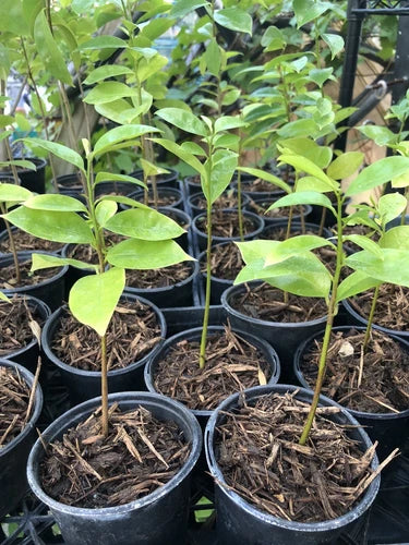 Soursop Guanabana Plant 5-6 Inches | Graviola Tropical Fruit | Annona muricata | Well-Rooted Indoor/Outdoor Plant