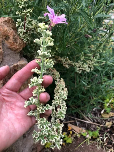 Rare Variegated Pelargonium Geranium Cuttings 3x6" - Compact Ruffled Leaves, Pink Flowers, Pelargonium x hortorum Starter Plant