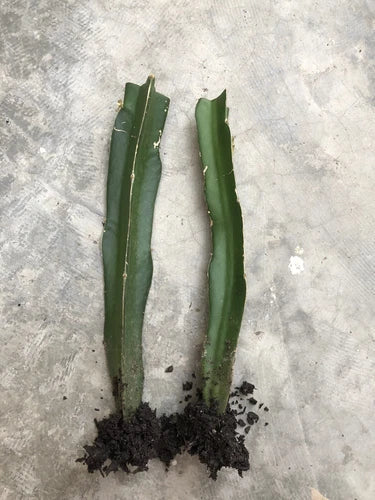 Rooted Dragon Fruit Cuttings 2pcs - Red Skin Sweet Flesh - Hylocereus undatus - Perfect for Home Gardens