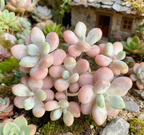 Graptosedum Miul Succulent Plant - Rare Bare Root Hybrid with Pastel Leaves - Graptosedum spp. for Indoor Outdoor Decor