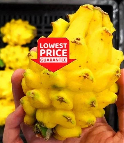 Yellow Dragon Fruit Plant Cuttings - 2 Starter Hylocereus megalanthus - Greenhouse Grown, Rooted, Healthy Plants