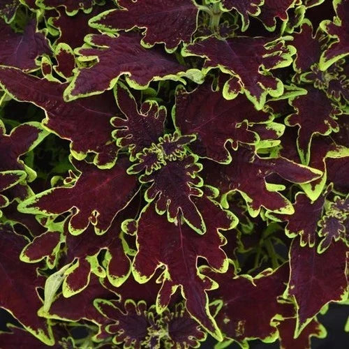 Coleus Live Plant 4" Cutting Limewire Variegated Burgundy Coleus blumei - Ideal for Sun & Shade, Volcanica Collection