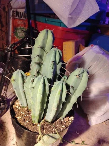 Myrtillocactus Geometrizans Adult Live Cactus - Unique Geometric Shape - Perfect for Collectors - Cactus Plant