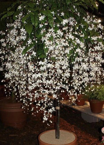 Bridal Veil Plant Starter - Small Clerodendrum Wallichii - Rare White Blooms for Hummingbirds & Butterflies