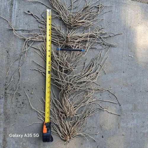 Extra Large Asparagus Roots - 10 Pack Mary Washington Variety - Asparagus officinalis - 3rd Year for Home Gardening