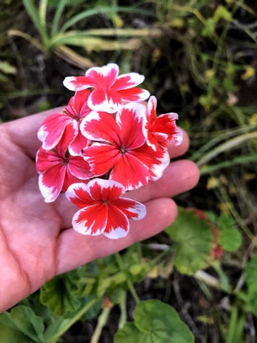 Rare Red & White Pelargonium Zonal Geranium 6" Starter Cutting Live Plant - Pelargonium x hortorum, Compact Blooming Variety
