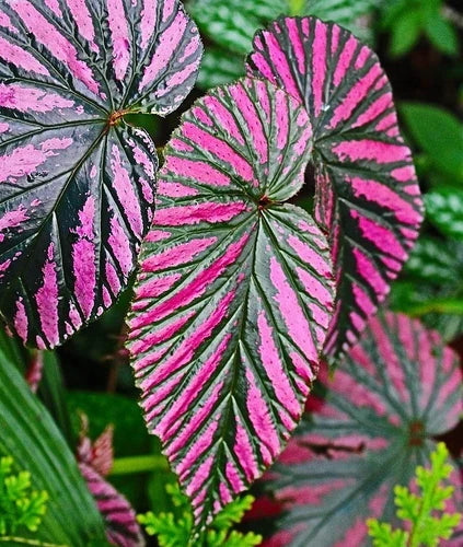 Begonia Live Plant 4-6" Red 'Exotica' - Begonia brevirimosa - Exotic Tropical Indoor Houseplant with Metallic Foliage