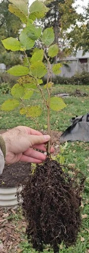 American Hazelnut Seedlings - One Year Old - Corylus Americana - Healthy Air Pruned Roots for Easy Transplanting