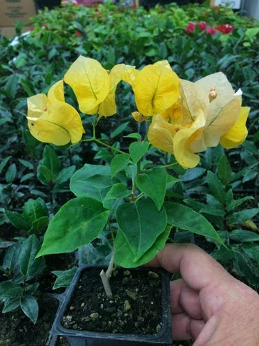Bougainvillea Plant - Live Plant - California Gold Flowering Vine - Bougainvillea glabra - Drought Tolerant, Coastal Friendly