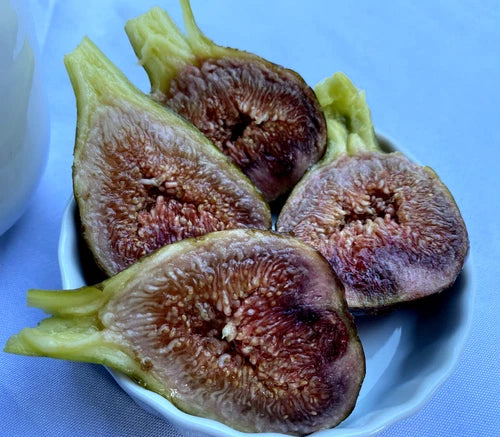 Fig Cuttings 4-Pack Cold Hardy Violetta Ficus carica Thick Rooting for Home Gardens
