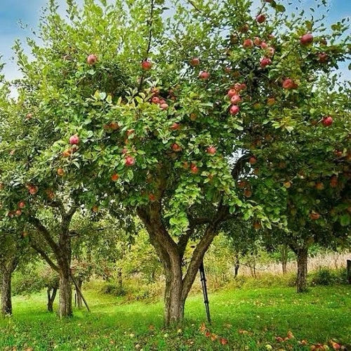 Honey Crisp Apple Tree 1-2ft Live Plant Sweet Tart Flavor Malus domestica Ideal for Midwest Gardens