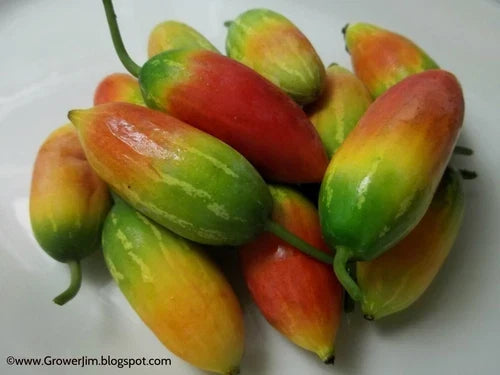 Tindora Plant Root - Ivy Gourd (Coccinia grandis) Edible Vegetable, Self-Fruitful, Chemical-Free, Great for Gardens & Containers