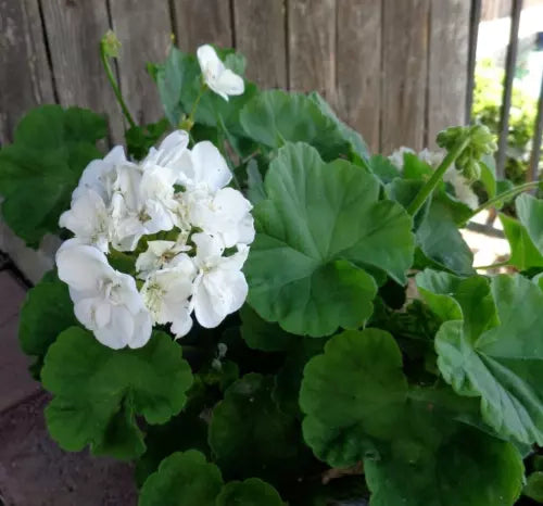Double White Pelargonium Zonal Geranium Cuttings - 3 Pack, Pelargonium x hortorum, 6" Starter Plants for Garden Elegance