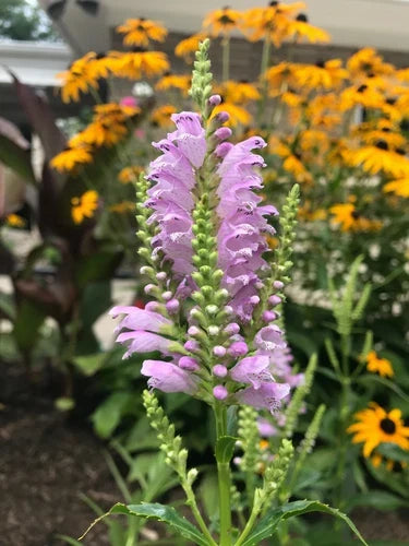 10 Live Obedient Plants Bare Roots - Lavender Flowers - Organically Grown Perennial (Physostegia virginiana)