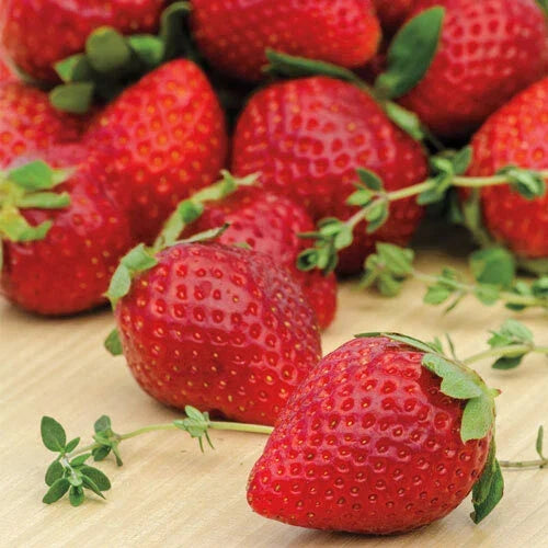 Everbearing Strawberry Plants - 10 Bare-root Ozark Beauty - Sweet Red Fruit - Fragaria x ananassa - Ideal for Home Gardeners