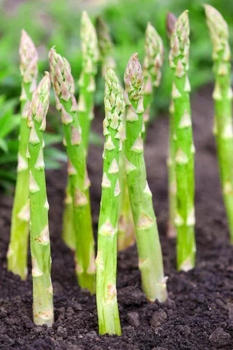 Asparagus Bare Root Plants 2yr Crowns - Millennium Variety, Asparagus officinalis, 5 Count for Vegetable Garden - CZ Grain